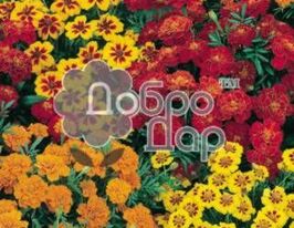 Чорнобривці Марієтта сумішкупити