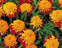 Чорнобривці Тигрове ококупити