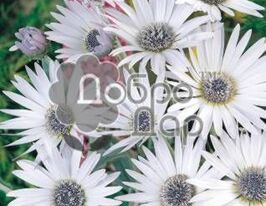 Африканська ромашка (Арктотіс)купити