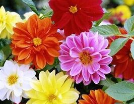 Жоржина Міньйон сумішкупити