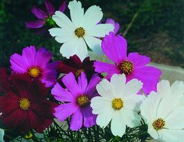 Космея Великоквіткова сумішкупити