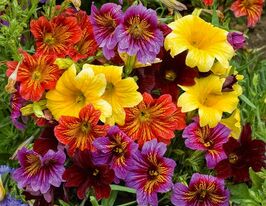 Сальпіглосіскупити