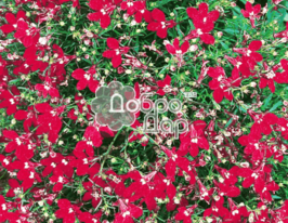 Лобелія червонакупити