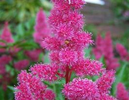 Астильба розовая купить