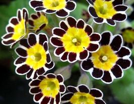 Примула Срібна з чорним мереживомкупити