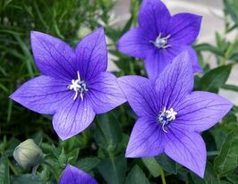 Платикодон Синий купить