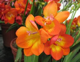 Фрезия двойная Оранжевая купить