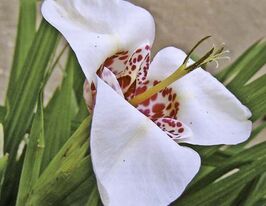 Тигридия Белая купить