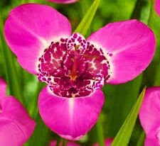 Тигридия Розовая (Lilacea) купить