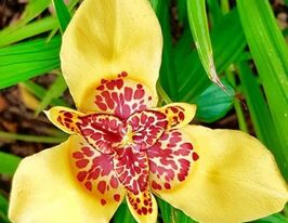 Тигридия Желтая (Yellow) купить