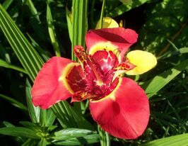 Тигридия Красная купить