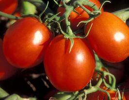 Фонтанкакупити