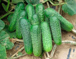 Огірок Марієтта F1купити