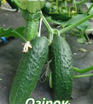 Огурец Толстой F1 купить