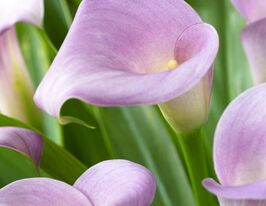 Калла Світло-рожевий лідкупити