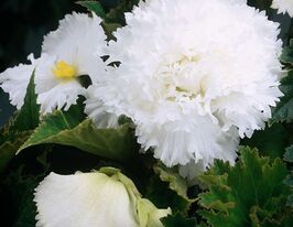 Бегонія фімбріата Білакупити