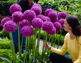 Цибуля декоративна Гладіатор (Gladiator)купити