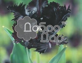 Тюльпан Папуговий Фрозенкупити