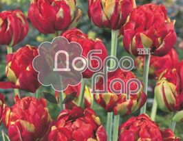 Тюльпан Махровый Неповторимая принцесса купить