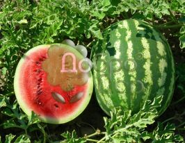 Альянс купить