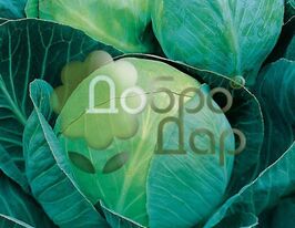 Глоріякупити