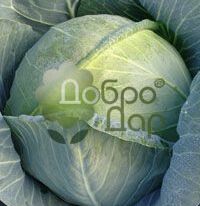 Соня F1купити