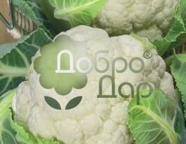 Робер F1купити