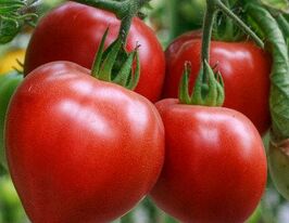 Томат Вождь краснокожихкупити