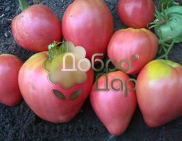Томат Гранат розовый купить