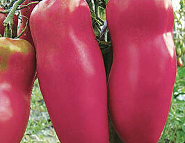 Томат Де Барао перцевидний рожевийкупити