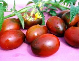 Де Барао черный полосатый купить