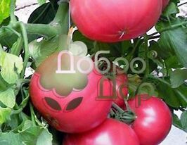 Ісідукікупити