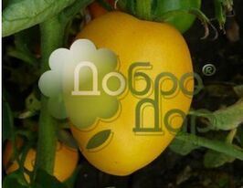 Томат Медовый бочонок купить