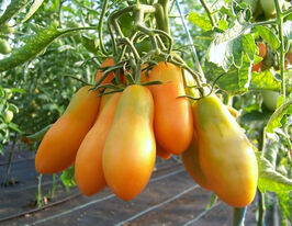 Мідаскупити