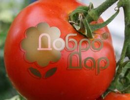 Томат Пчелка купить