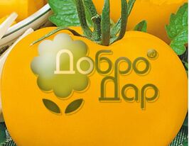 Томат Бурштинкупити