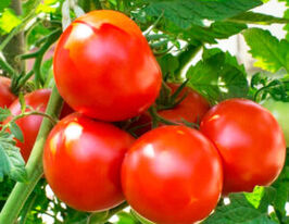Томат Бушмен купить