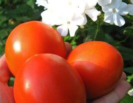 Лорд купить