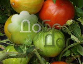 Метелица купить