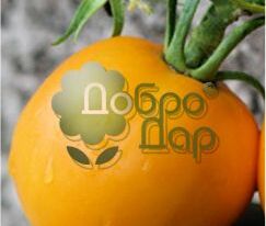 Неждана купить