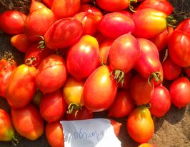 Томат Обжора купить