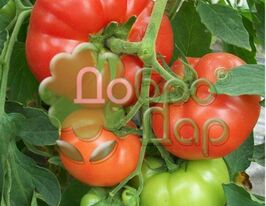 Томат Толстушка купить