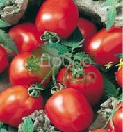 Шарада купить