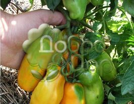 Томат Ероскупити