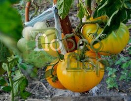 Золото Махараджікупити