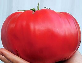 Томат Мамонткупити