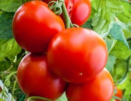 Маркиз купить