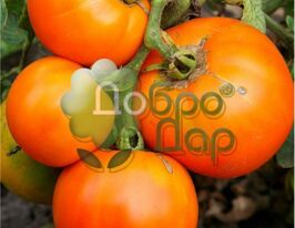 Томат Медово-сахарный купить