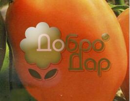 Олеся купить