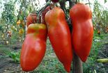 Красный мустанг - Добродар